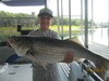 (07/21/2016) - Nice Striped Bass